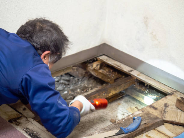 Best Crawl Space Mold Removal  in Cisco, TX