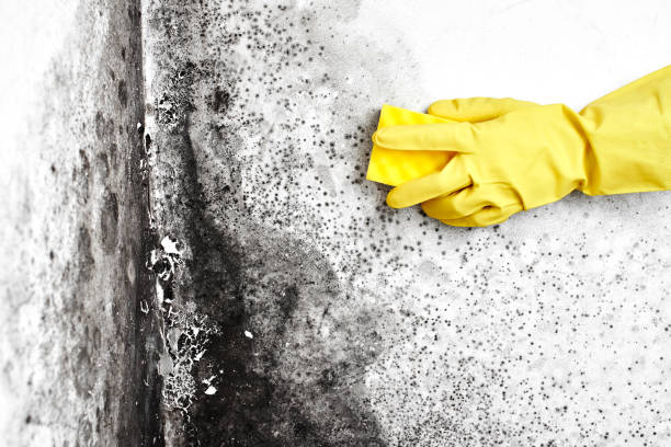 Best Mold Testing  in Cisco, TX