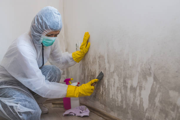 Best Mold Removal Company Near Me  in Cisco, TX