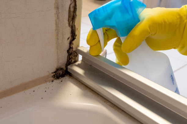 Best Commercial Mold Removal  in Cisco, TX