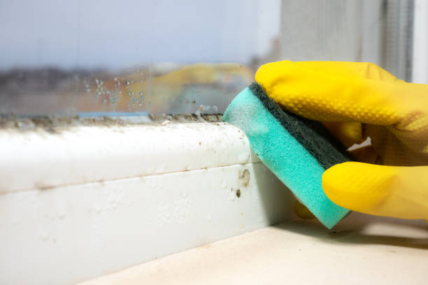 Best Mold Damage Repair  in Cisco, TX
