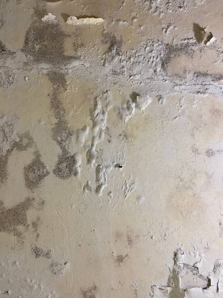 Best Mold Damage Repair  in Cisco, TX