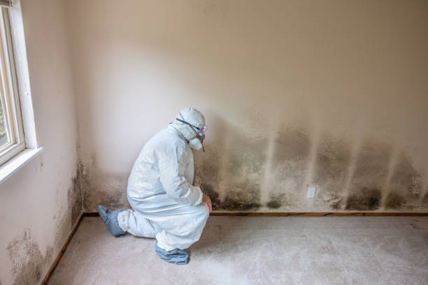  Cisco, TX Mold Removal Pros