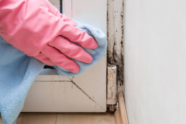  Cisco, TX Mold Removal Pros